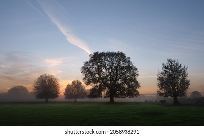 Pollarded Willow In The Early Morning Mist  Mystical, Quiet Atmosphere  The Sky Is Coloured Light Blue And Orange  A Typical Mood In The Lower Rhine