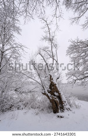 A snow‑covered pollarded willow in winter.