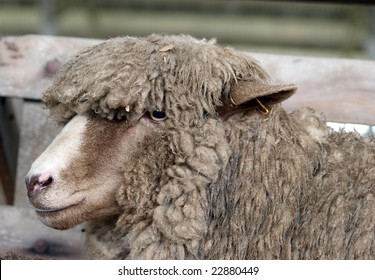 Polled Dorset Sheep With A Woolly Fringe