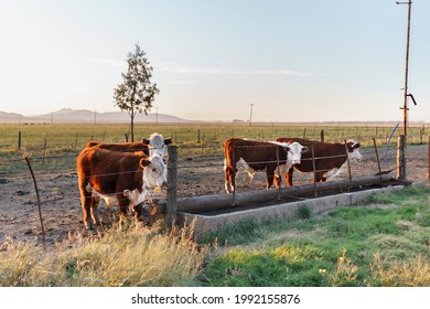 Polled Hereford Calves In A Trough