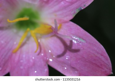 Close​ up​ pollen of​ pink​ flower​ on​ black​ background​