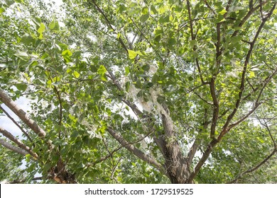 Pollen Allergy Concept With A Tree Full Of Pollen Filling The Frame Entirely. No People Are Visible.