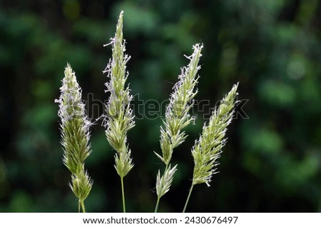 Pollen allergy: grasses (family Poaceae or Gramineae) in flower with pollen