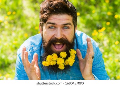 Pollen Allergy. Taking Antihistamines Makes Life Easier For Allergy Sufferers. Man With Yellow Dandelions In Beard. Breathe Free. Happy Man No Allergy. Spring Allergy Concept. Fashion And Beauty.