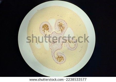 Pollen in anther under a microscope