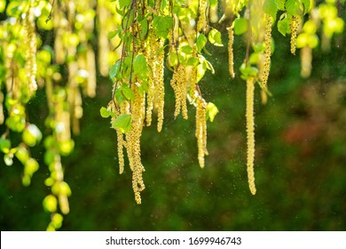 Pollen of birch tree blossom in the air in spring, April. Close up. Seasonal allergy. Selective focus. Natural floral background. 