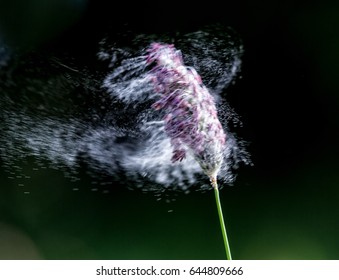 Pollen blowing of a head of wild grass in a summer field. - Powered by Shutterstock