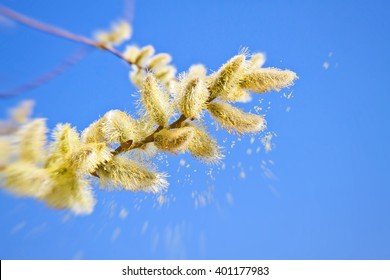 Pollen of a catkin in spring