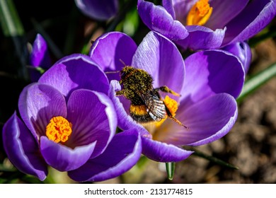 A Pollen Covered Bee On A Crocus Flower