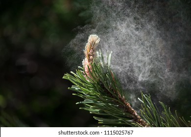 Pollen Dust Falling