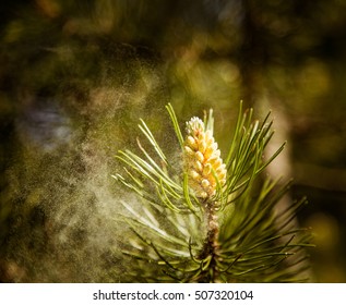 Pollen falling from the new pine blossom - Shutterstock ID 507320104