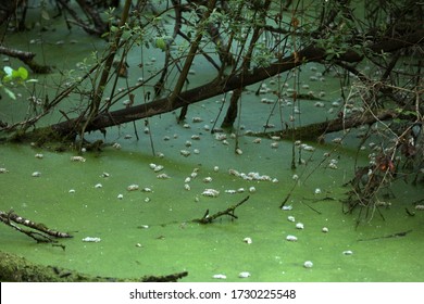 Pollen Floating On The Water