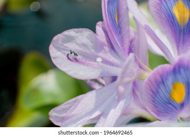 Pollen Floating Water Hyacinth, Purple Color