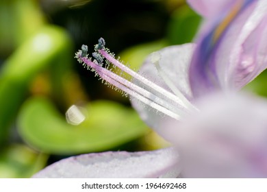 Pollen Floating Water Hyacinth, Purple Color