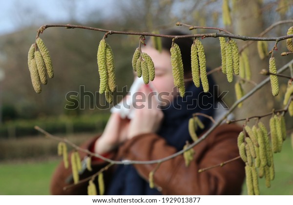 Pollen of flowering hazel trees can cause
allergic rhinitis in early spring, close up of catkins in
foreground, girl with handkerchief in
background