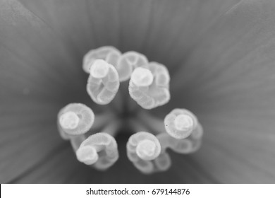 Pollen grain