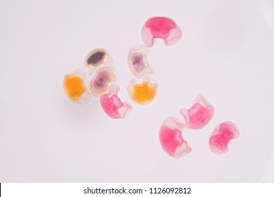 Pollen grain under light microscope for education