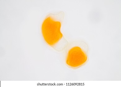 Pollen grain under light microscope for education