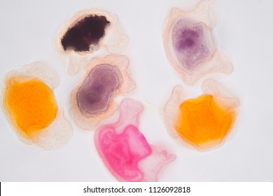 Pollen grain under light microscope for education