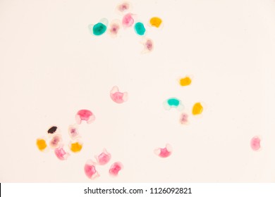 Pollen grain under light microscope for education
