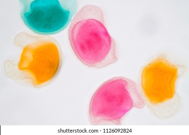Pollen grain under light microscope for education