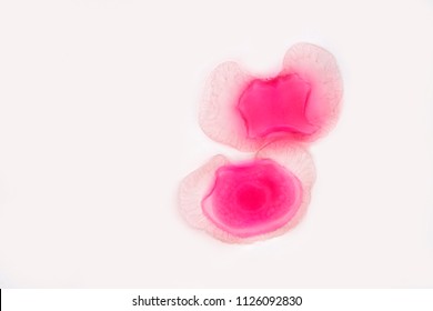 Pollen grain under light microscope for education
