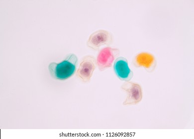 Pollen grain under light microscope for education