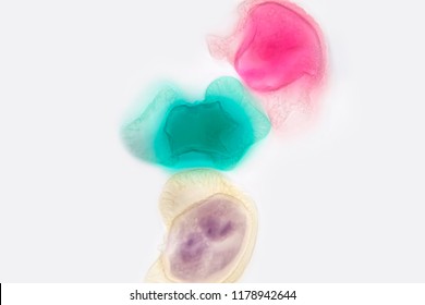 Pollen grain under light microscope for education