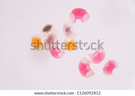 Pollen grain under light microscope for education