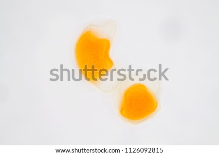 Pollen grain under light microscope for education