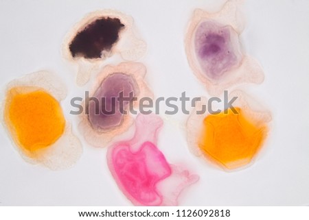 Pollen grain under light microscope for education