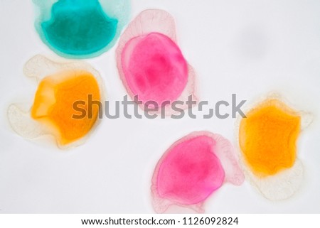 Pollen grain under light microscope for education