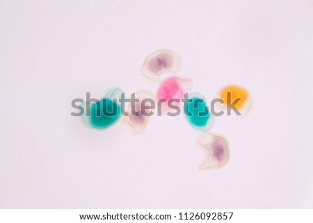 Pollen grain under light microscope for education