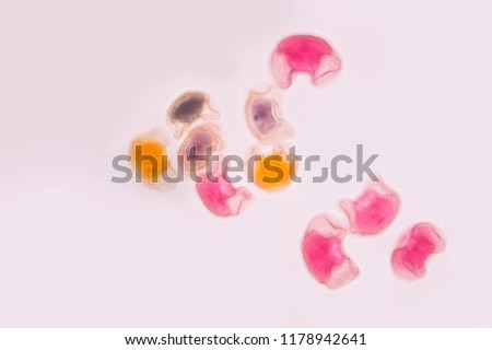 Pollen grain under light microscope for education