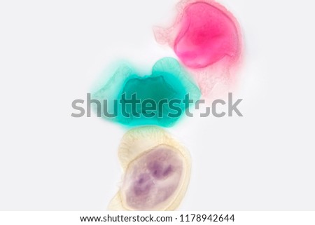 Pollen grain under light microscope for education