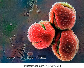 Pollen Grains.Colored Micrograph Was Taken By Scanning Electron Microscopy.