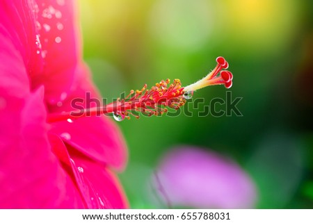 Similar – Blüte mit Tröpfchen Leben