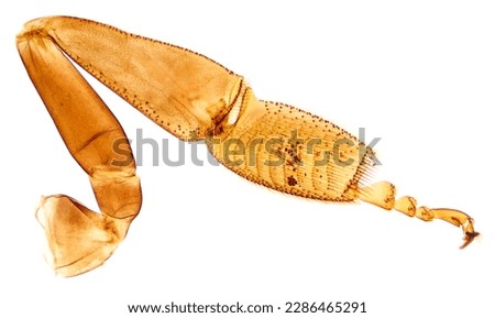 Pollen on a honeybee leg, whole mount, 8X light micrograph. Pollen-carrying leg of a honey bee, Apis, under a light microscope. Three photos combined into one picture. Isolated on white background.