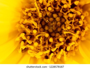 Pollen On A Yellow Flower As A Background. Macro