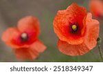 pollen pistil of poppy flower, close-up poppy flower, red flower with pollen pistil, yellow background, red petals, Papaver rhoeas, wide open poppy flower