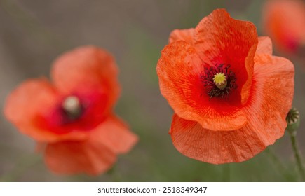 pollen pistil of poppy flower, close-up poppy flower, red flower with pollen pistil, yellow background, red petals, Papaver rhoeas, wide open poppy flower - Powered by Shutterstock