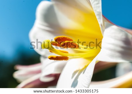 Pollen stamens close up of white Lilly flower on blue sky background