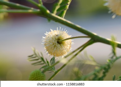 Wild Tamarind Tree Images Stock Photos Vectors Shutterstock