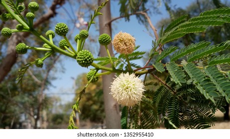 Wild Tamarind Leucaena Hd Stock Images Shutterstock