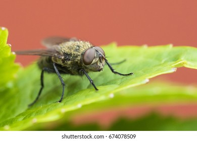 Pollenia Rudis, The Common Cluster Fly