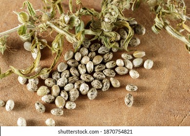 Pollinated Dried Female Cannabis Buds And New Harvest Seeds On Wooden Board. These Seeds Are Used To Made CBD Oil For Example