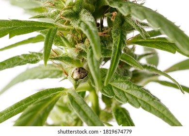 Pollinated Female Cannabis Buds With Trichomes And New Seeds On White Background