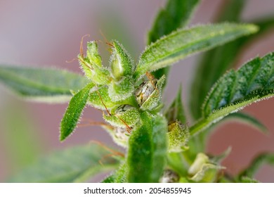 Pollinated Female Cannabis Buds With Trichomes And New Seeds On Blurred Brown Background