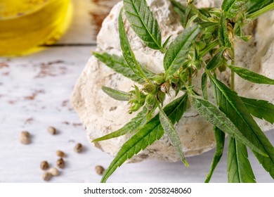 Pollinated Female Cannabis Buds With Trichomes And New Seeds Closeup. Hemp Plant On Stone Over Wooden Background. Cannabis Growing Concept