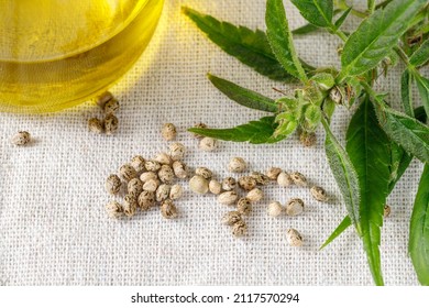 Pollinated Female Cannabis Buds With Trichomes And New Seeds Closeup. Plant And Oil Bottle On Textile From Hemp Background. Cannabis Growing Concept